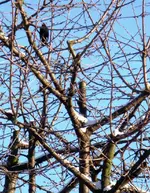 Drosselhahn in der Wintersonne 2.webp
