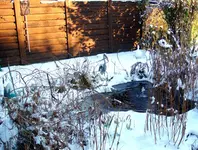 Teich in der Wintersonne.webp