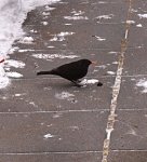 PC161345 Amsel findet Rosine.jpg