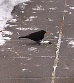 PC161345 Amsel findet Rosine.webp