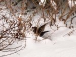 PC161350 Amsel auf der Flucht.jpg