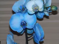 CIMG1678.webp