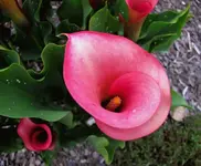 Dezember 2010 078v.webp