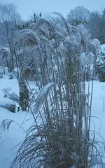 verschneites Gras_kleiner.webp