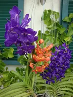 Wandas 1.webp