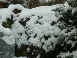 Wurz unter Schnee.JPG