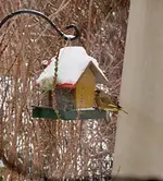 PC171361 Grünfink.webp