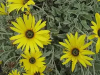 November 10 406v.webp