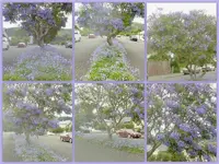 Jacarandav.webp