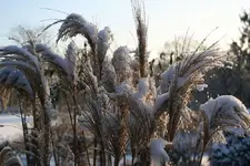 verschneites Gras2_kleiner.webp