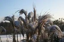 verschneites Gras_kleiner.webp