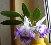 PC150050.webp