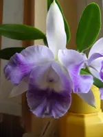 PC150051.webp