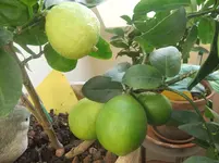 DSCF2115.webp