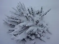 P1000265.webp