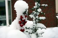 2009-12-114.webp