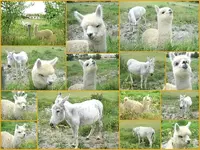 Esel-Alpakav.webp
