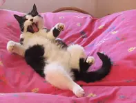 neues von Stupsi v (2).webp