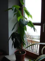 DSC01994.webp
