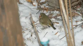 DSC04498.webp