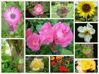 bunte Blumenv.webp