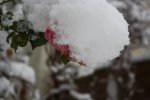 rose mit schnee.jpg