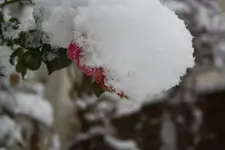 rose mit schnee.webp