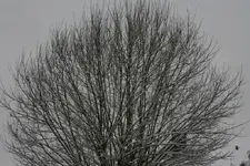 016.webp