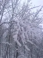Winterwunderland 3.webp