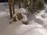 buddha.webp