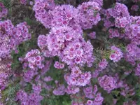 Dezember 2010 098v.webp