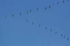 Gänse ziehen immer noch 20122010_kleiner.webp