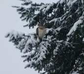 Mäusebussard 3.webp