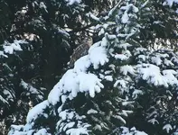 Mäusebussard in Tanne2.webp