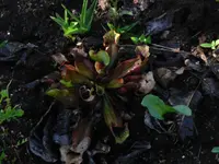 P1080446 Moor 2.webp