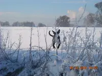009.webp