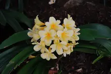 Clivia Citrina.webp