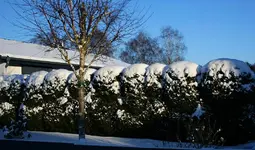 verschneite Wolkenhecke2.webp