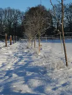 Baumreihe junge Obstbäume.webp
