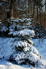 Weihnachtsbaum.webp