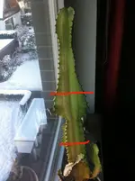 kak2 vonhillibilly.webp