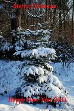 Weihnachtsbaum Karte.webp