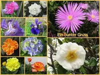 bunter Gruss.webp