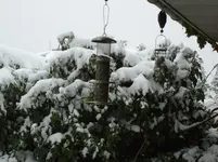 IMGP3406.webp