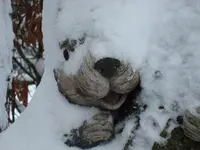 2010 12 25 007.webp