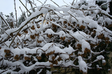 IMG_2650 - Kopie.webp