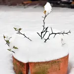 poncirus im schnee.webp