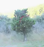 Dezember 2010 404v.webp