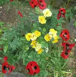 November 10 806v.webp