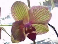 PICT0340.webp